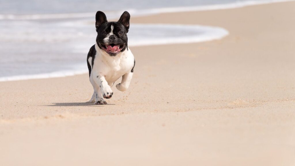 Buldog francuski biegnie po piaszczystej plaży nad morzem.