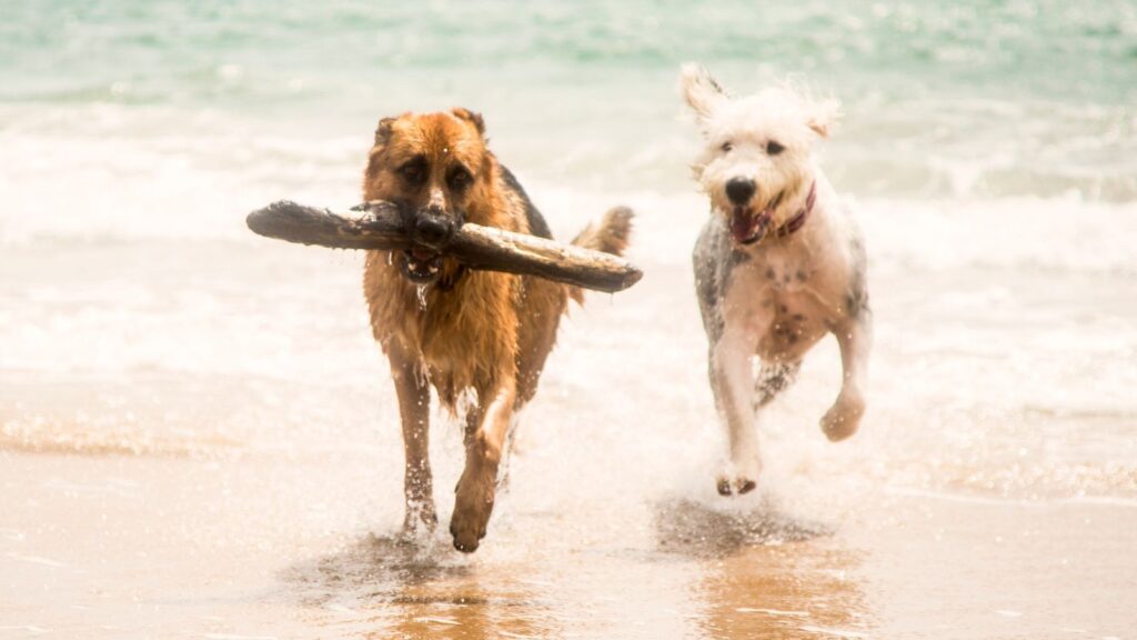 Dwa psy biegną po plaży, a jeden niesie w pysku patyk podczas zabawy nad morzem.