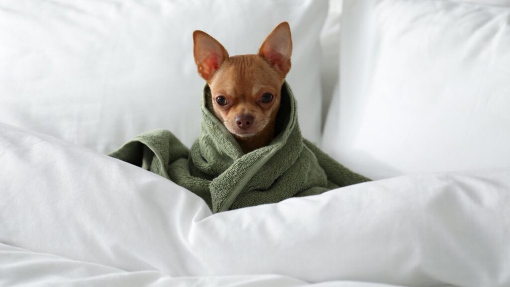 Pies owinięty w kocyk leży w pościeli hotelowej.