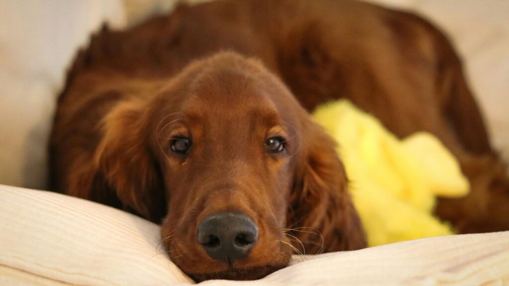 Pies leży na łóżku w pensjonacie podczas wyjazdu.
