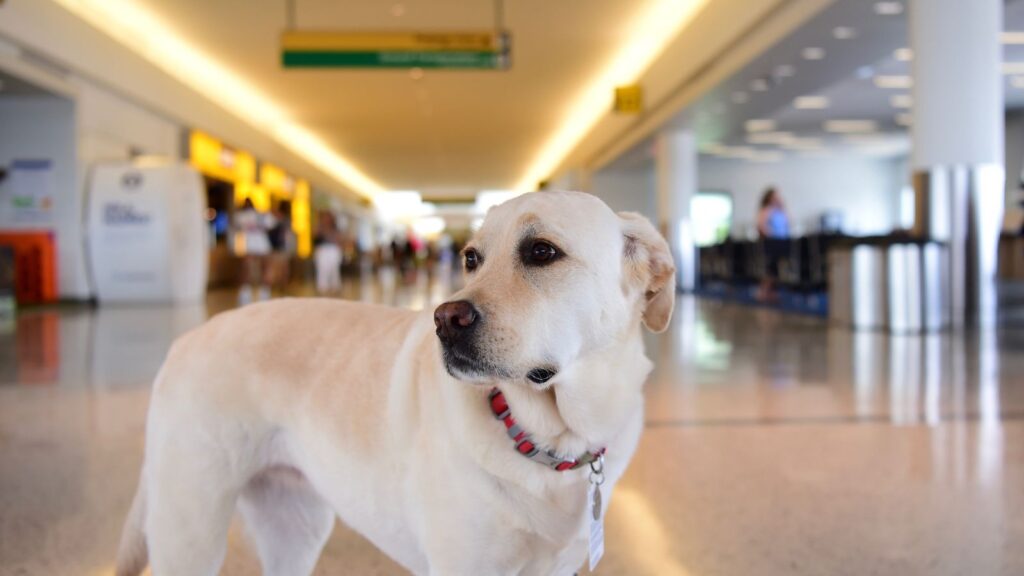 Spacerujący po lotnisku biszkoptowy pies.