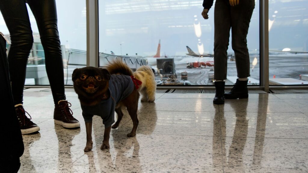 Kontrola z psem na lotnisku przed odlotem.