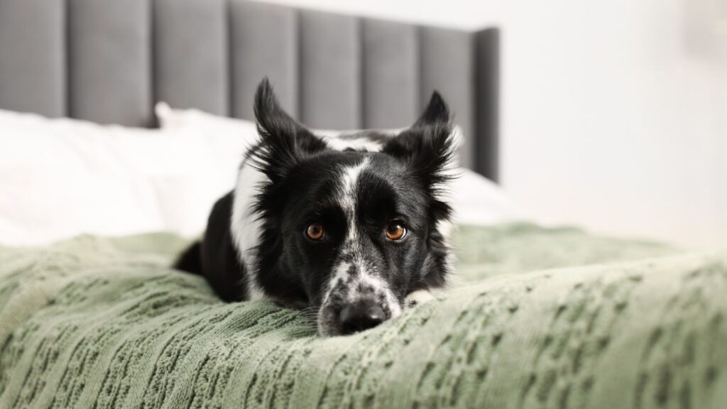 Pies leży na łóżku podczas wyjazdu.