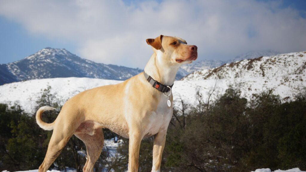 Pies zimą w górach patrzący w przestrzeń.